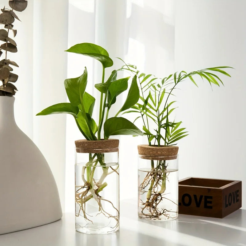 Vaso in Vetro per Piante Idroponiche da Scrivania - Decorazione Casa