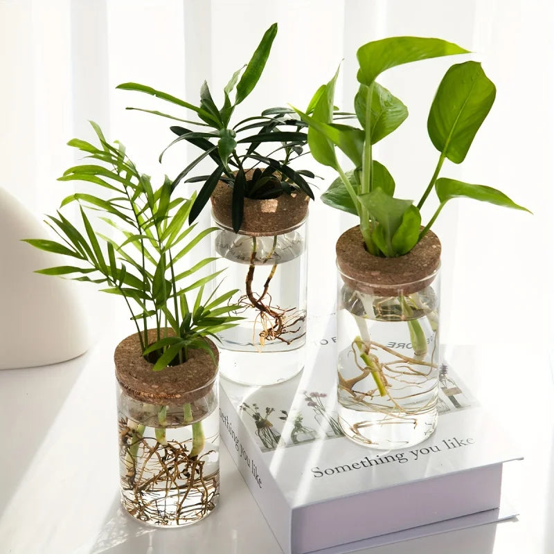 Vaso in Vetro per Piante Idroponiche da Scrivania - Decorazione Casa