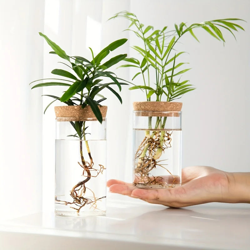 Vaso in Vetro per Piante Idroponiche da Scrivania - Decorazione Casa