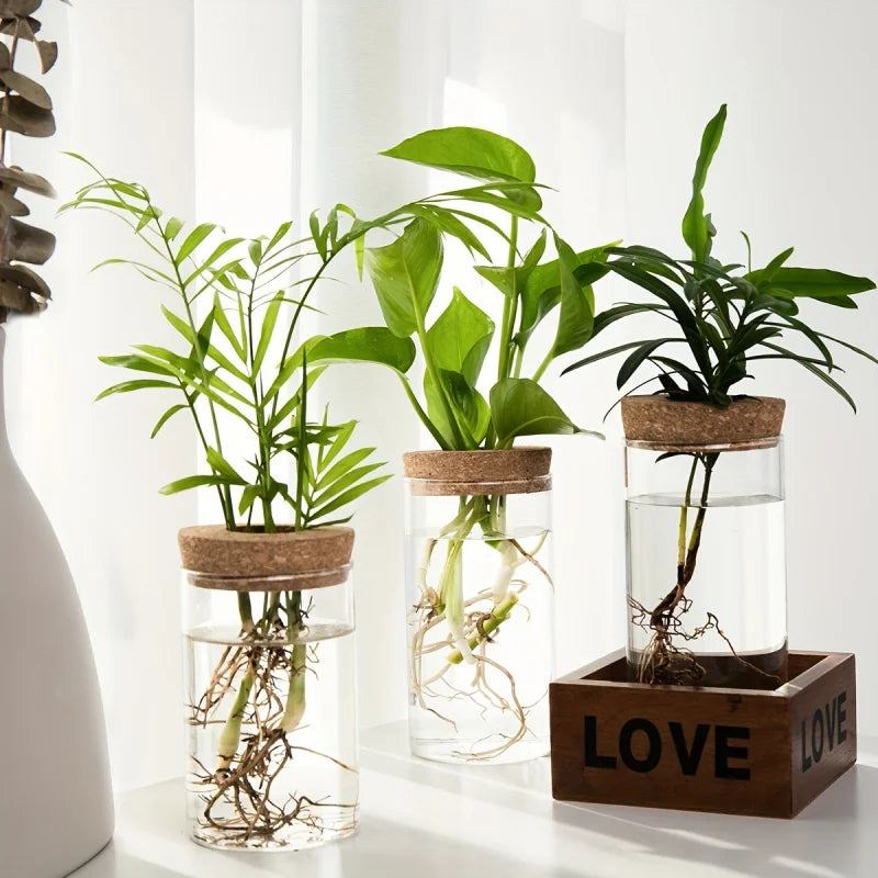 Vaso in Vetro per Piante Idroponiche da Scrivania - Decorazione Casa